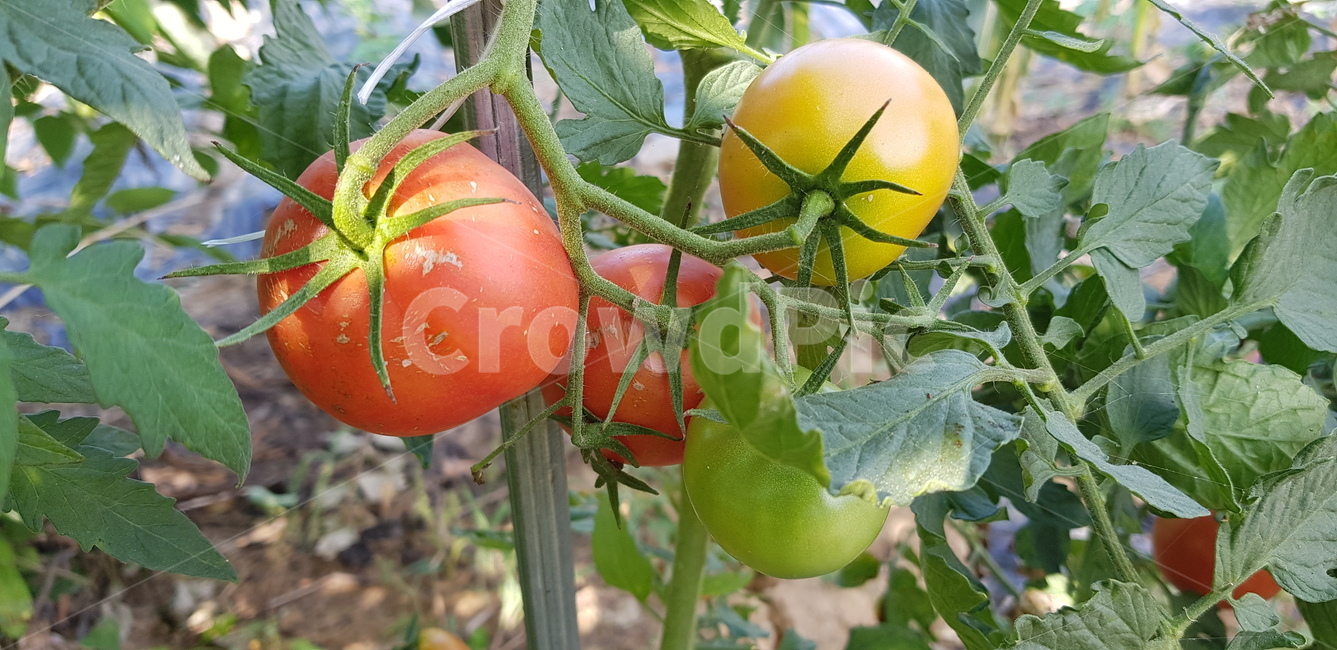 plant,식물,토마토,텃밭,과일