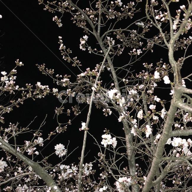 나무,밤,봄,plant,식물,blossom,flower,꽃,cherryblossom,벚꽃