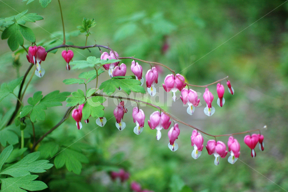 금낭화,자연,꽃,봄꽃,들꽃,식물,자연,plants,nature,꽃,flower