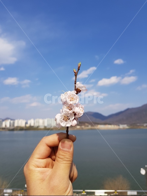 벚꽃,가지,손,강,강가,둔치,봄,봄,계절,spring,season,꽃,flower,plant,식물