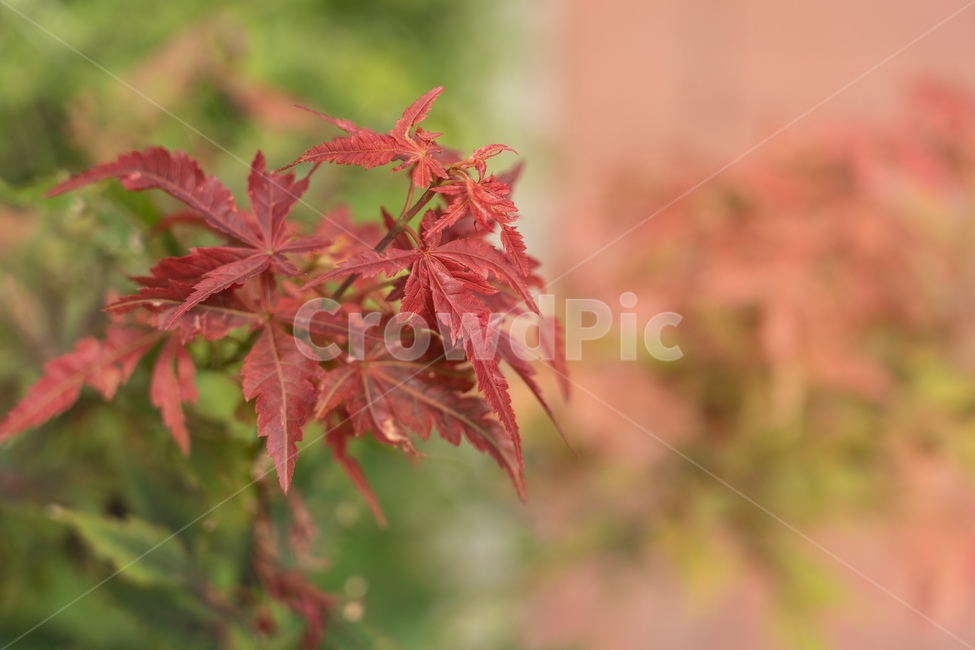 나무,나뭇잎,단풍,단풍잎,botanical,가을,계절,fall,autumn,season