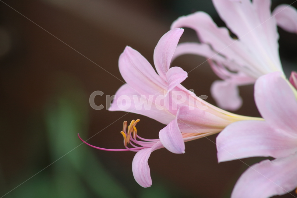 상사화,개난초,여름,lycorissquamigera,magiclily