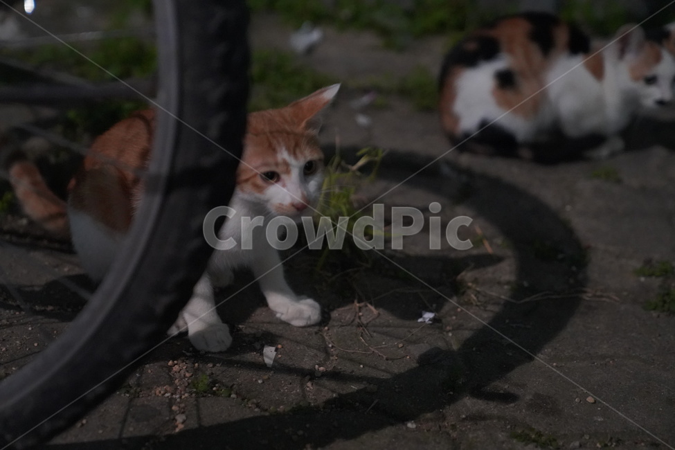 길고양이,고양이,길냥이,아기고양이,치즈고양이,streetcat,straycat,wildcat,aborable,lovely,cute,kitty,kitten,동물,animal,cat,포유류,mammal,동네고양이,눈초리,치즈냥이,냥이,아기,baby,babycat,형제고양이,형제,동물,animal,포유류,mammal,고양이,cat,kitten,kitty