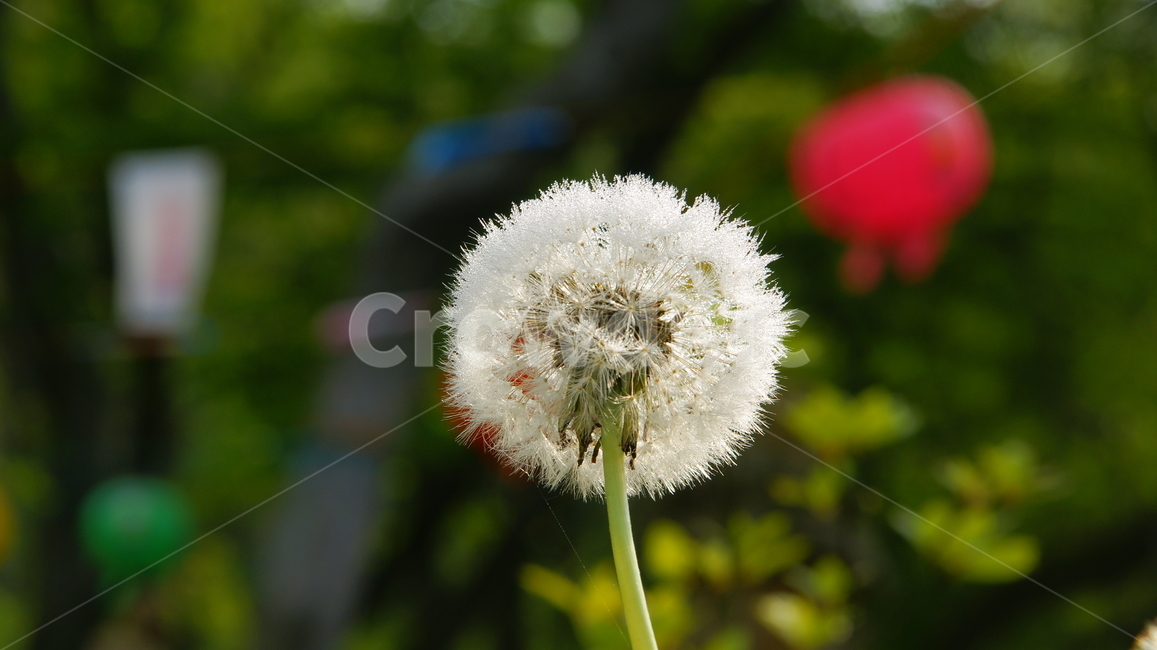 민들레,솜방망이,야생화,봄,홀씨,식물,자연,plants,nature,꽃,flower