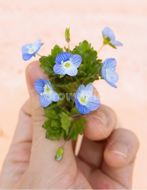 꽃,파란꽃,예쁜꽃,식물,flower