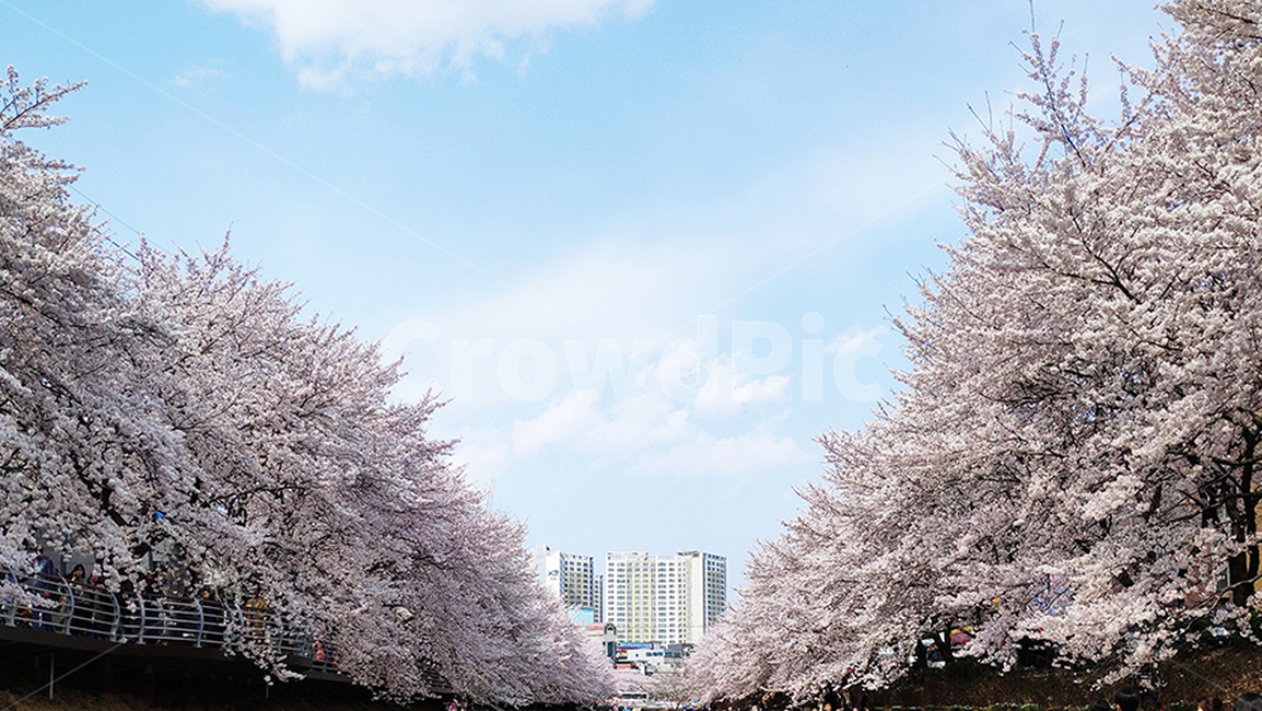 벚꽃,cherryblossom,꽃,봄,spring,식물,plant,파란하늘,하늘,sky,벚꽃축제