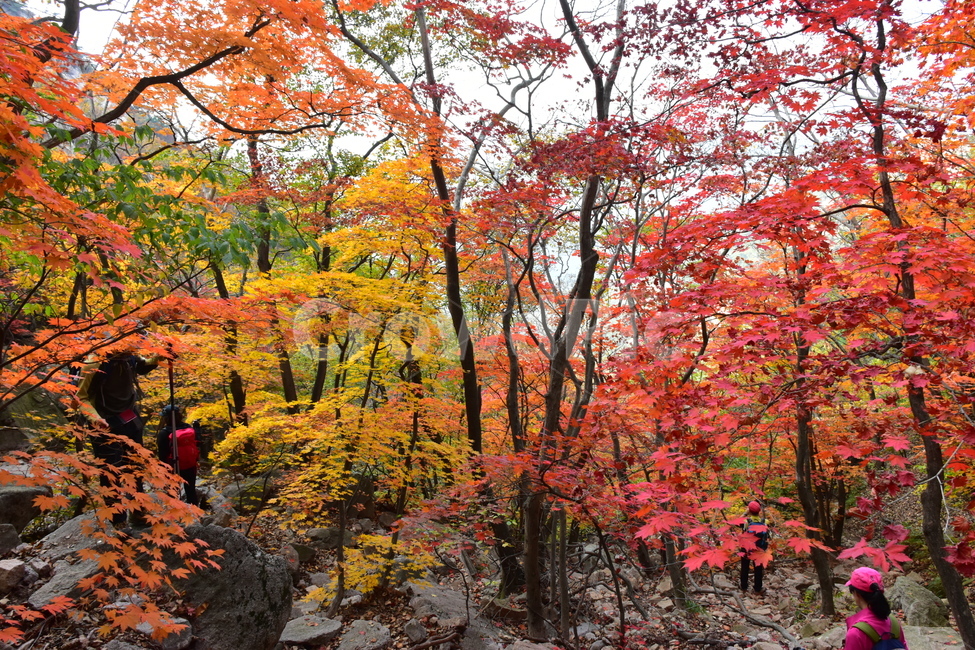 가을,단풍,자연,풍경,북한산,잎,단풍잎,붉은,나무,계절,계곡,숲,힐링,plant,fall,autumn,season,forestnature,landscape,한국자연풍경,한국자연경관,korea,tree,maple,leaf,가을,계절,fall,autumn,season,자연,풍경,nature,landscape,식물,plants,나무,trees,wood