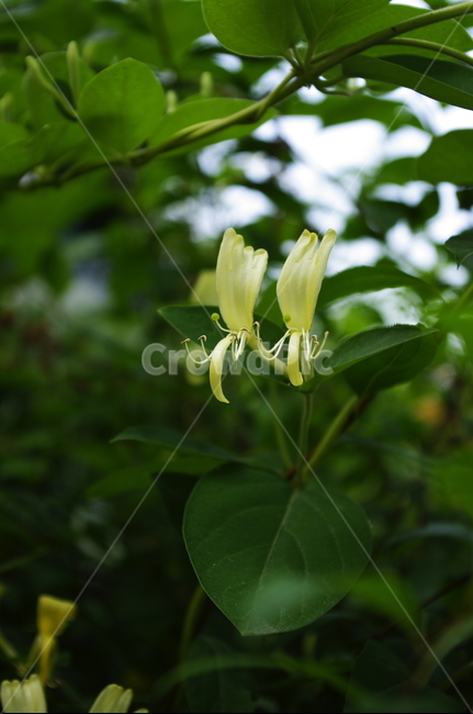 초록,나무,잎,식물,plant,자연,nature,숲,식물,자연,plants,nature,꽃,flower