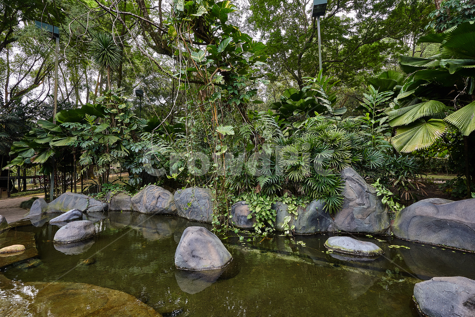 쿠알라룸푸르,공원,나무,열대,정원,자연,풍경,nature,landscape,outdoors,옥외,water,물