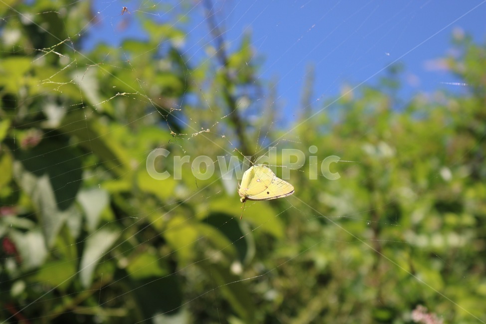 거미줄,나비,먹이,먹이사슬,곤충,동물,하늘,식물,파랑,초록,여름,spiderwep,butterfly,chou,insect,konchuu,animal,doubutsu,sky,sora,plants,shokubutsu,blue,ao,green,midori,summer,natsu,노랑,yellow,kiiro,죽음,death,shi,동물,animal,곤충,벌레,insect,bug
