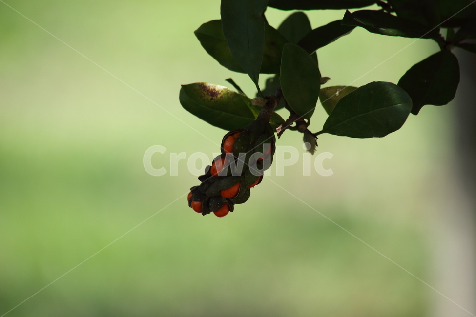 목련열매,plant,식물,fruit,목련나무,식물,자연,plants,nature,과일,열매,fruit