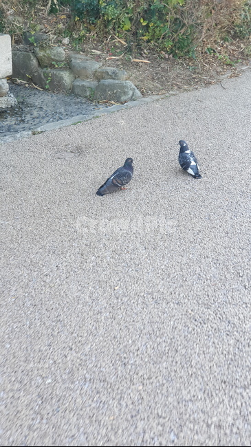 동물,새,야생,공원,비둘기,조류,animal,birds,한쌍,길,산책로,생명,생물