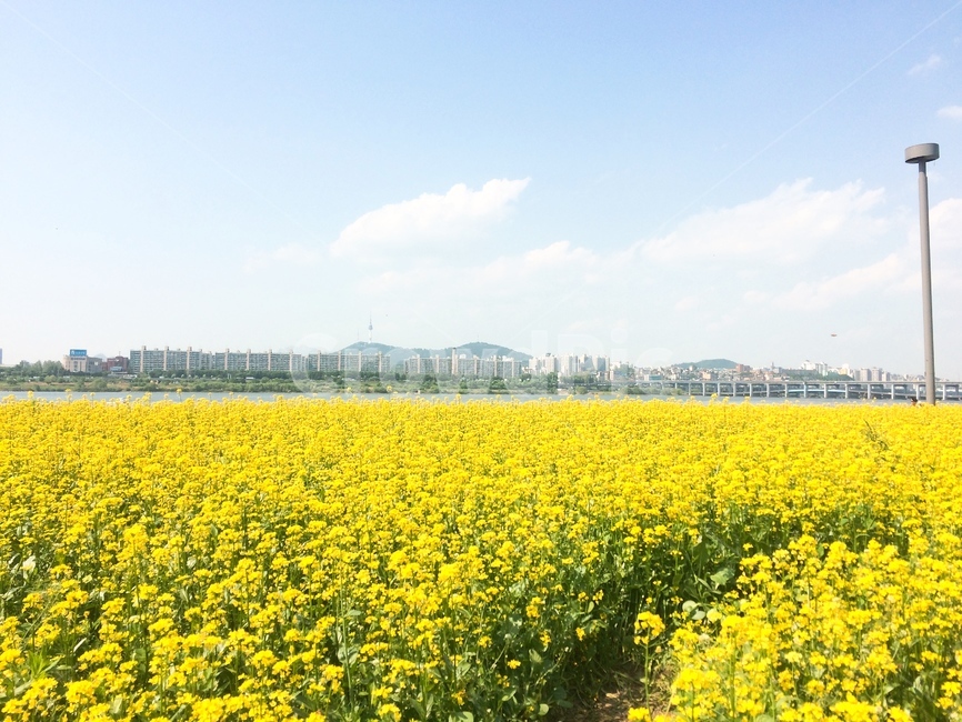 유채꽃,봄,봄꽃,spring,yellow,봄,계절,spring,season,outdoors,옥외,grassland,목초지,field,들,nature,자연,farm,농장,rural,농촌,meadow