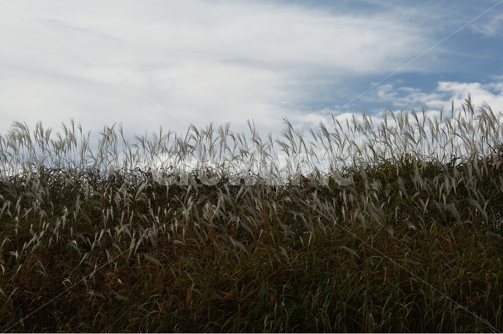 억새,가을,풍경,바람,감성,가을,계절,fall,autumn,season,자연,풍경,nature,landscape,plant,식물,grass,잔디,lawn,reed,갈대