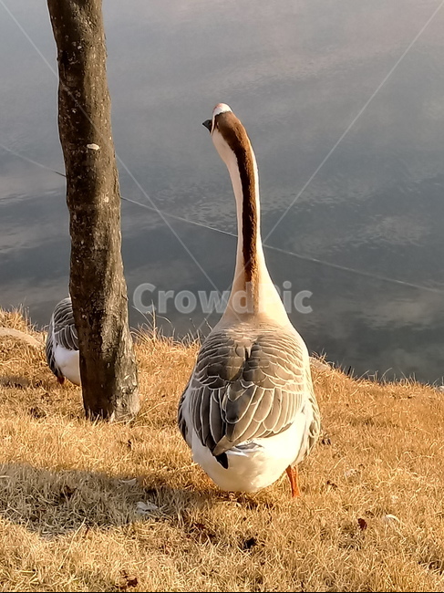 거위,호수,자연,오리과,가금,동물,goose,동물,animal,조류,새,birds
