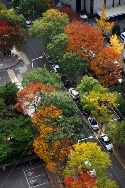 가을,단풍,주차공간,계절,주차장,가을,계절,fall,autumn,season