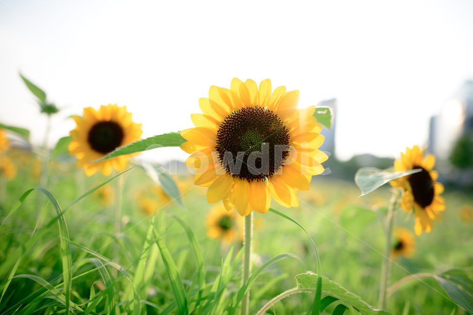 여름,해바라기,노랑꽃,꽃,감성,플라워,flower,식물,자연,plants,nature,꽃,flower