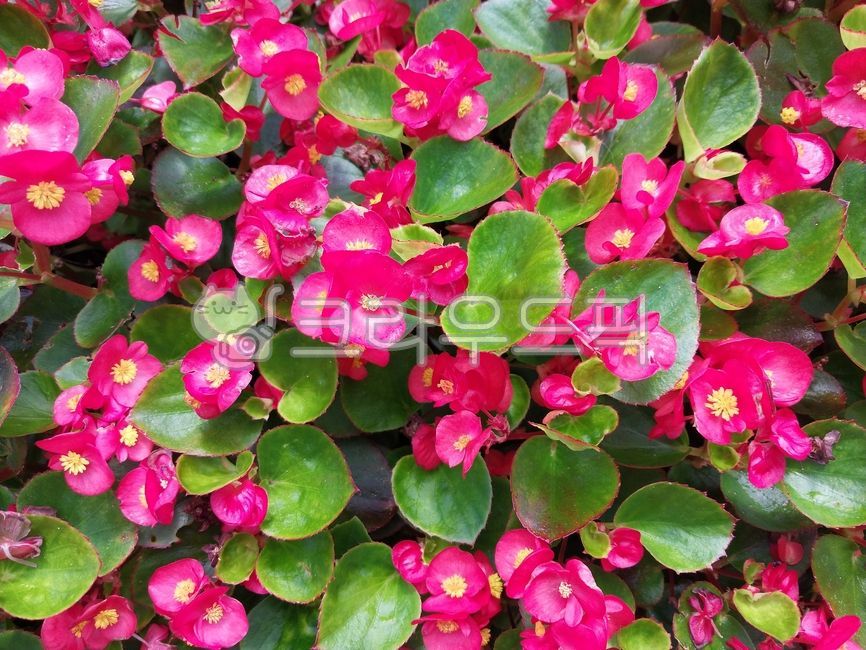 flower,leaf,petal,꽃,꽃베고니아,꽃베고니아꽃,begoniagrandis,hardybegonia,waxbegonias,fibrousbegonia,배경화면