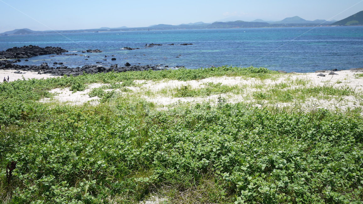 제주도,바다,풍경,해변,자연,풀