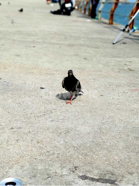 비둘기,동물,비범함,평화,도도한,동물,animal,조류,새,birds