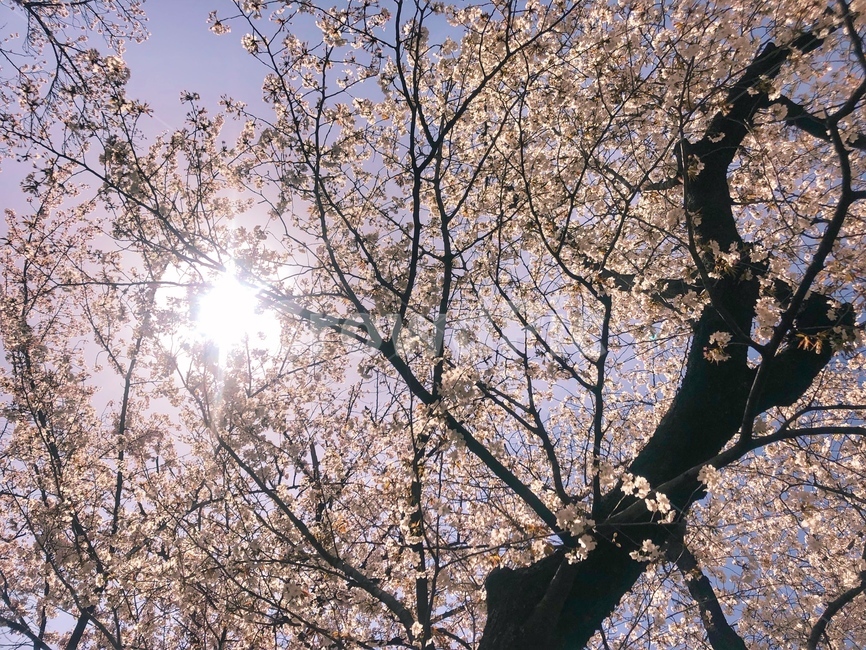 스미다공원,벚꽃,벚꽃놀이,풍경,공원,봄,계절,spring,season,plant,식물,blossom,꽃,cherry blossom,flower