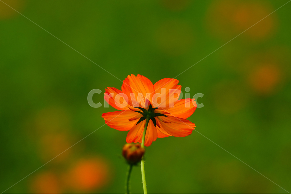 plant,식물,공원,여름,꽃,황하코스모스,식물,자연,plants,nature,꽃,flower