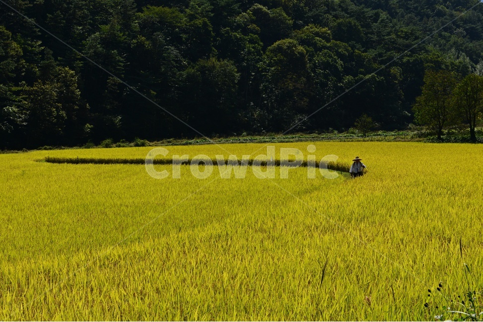 farm,농장,rural,농촌,outdoors,옥외,field,들,nature,자연,농부,사람,인간,지게,농업,농사,논,농경지,경작,모자,논두렁,농업,농사,agriculture,farming,farming industry