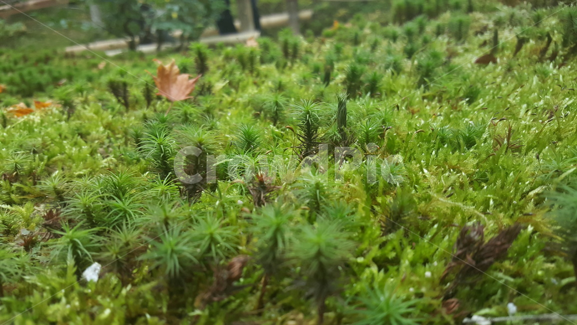 풍경,정원,풀,식물,나무,식물,자연,plants,nature