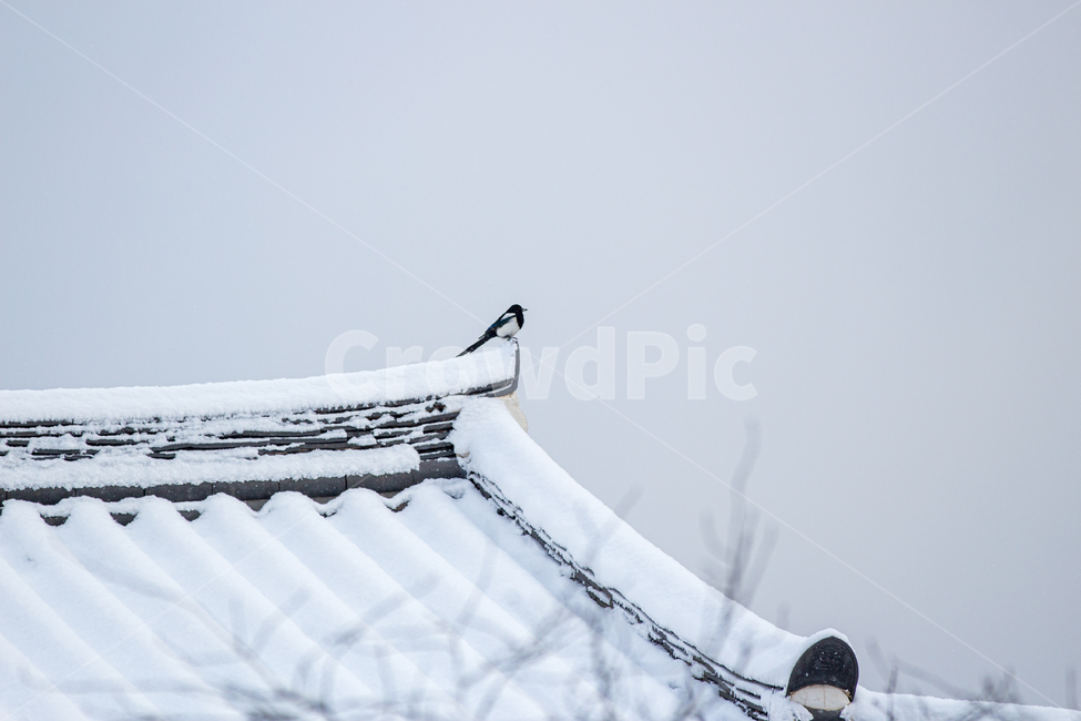 nature,outdoors,옥외,ice,빙,설경,지붕,고전,겨울,추위,풍경,나무,겨울나무,겨울풍경,눈,새,처마,기와,설원,겨울새,자연,한옥,폭설,전통,조류,까치,국조,겨울,계절,winter,season,한국전통,한국문화,korean traditional,korean culture