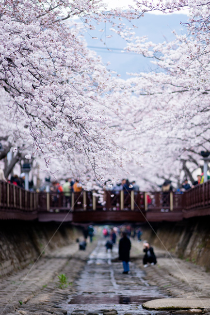 벚꽃,진해,군항제,봄,풍경,축제,봄꽃,로망스다리,봄,계절,spring,season,식물,자연,plants,nature,꽃,flower,사람들,대중,군중,other people,crowd,plant