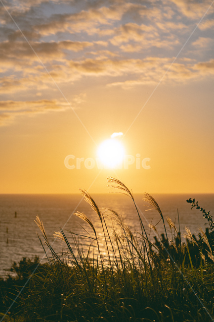 plant,식물,grass,잔디,light,빛,flare,플레어,sunlight,햇빛,노을,일몰,sunset,바다,수평선,sea,억새,자연,풍경,nature,landscape