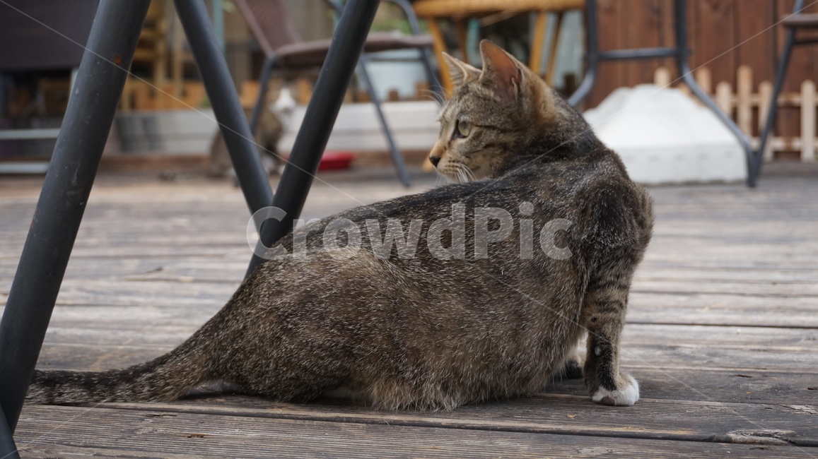 a look,cat,back,good,cute