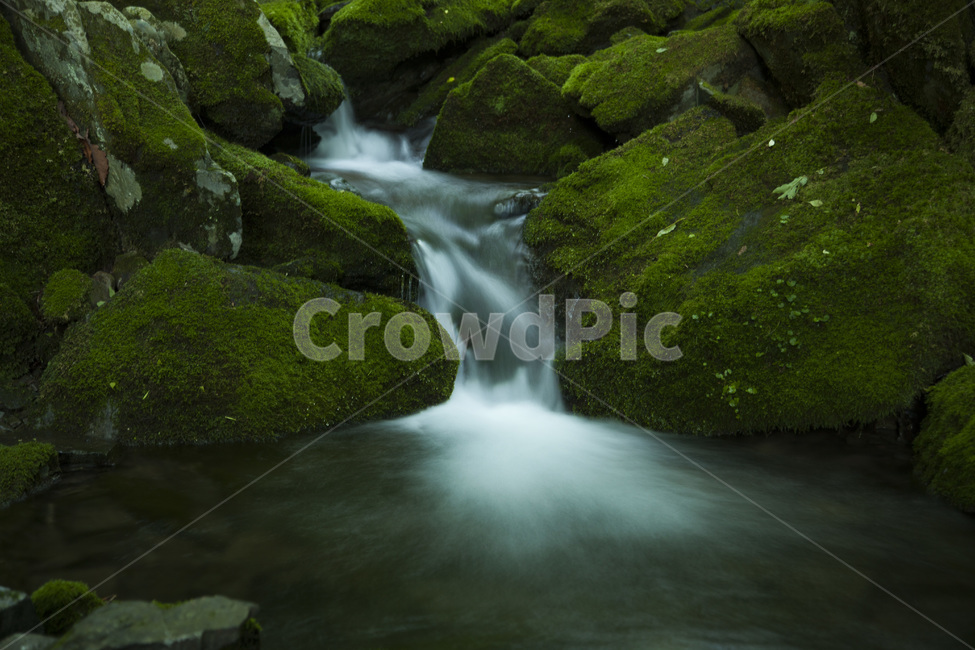 청청지역,이끼,계곡,평창,아침,새벽,여름,계절,summer,season,자연,풍경,nature,landscape,water,물,outdoors,옥외,plant,식물,river,강