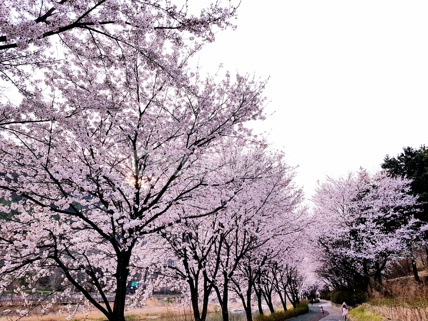 봄,벚꽃,산책로,가로수,나무
