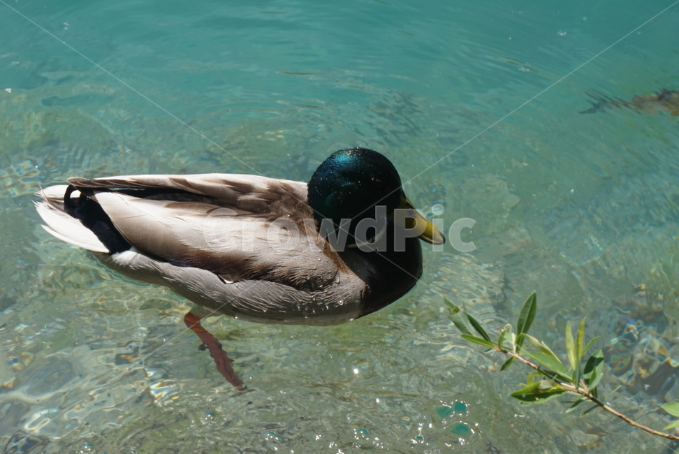 청둥오리,연못,헤엄,물갈퀴,부리,나뭇잎,duck,자연,물,물가,water,동물,animal,조류,새,birds