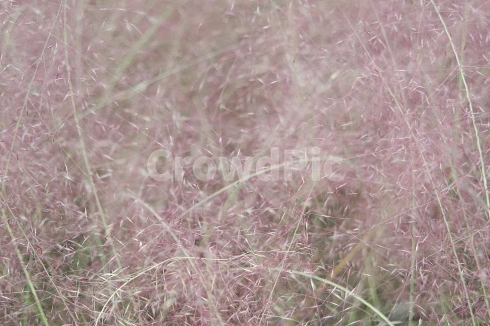 핑크뮬리,가을,식물,pinkmuhly,꽃