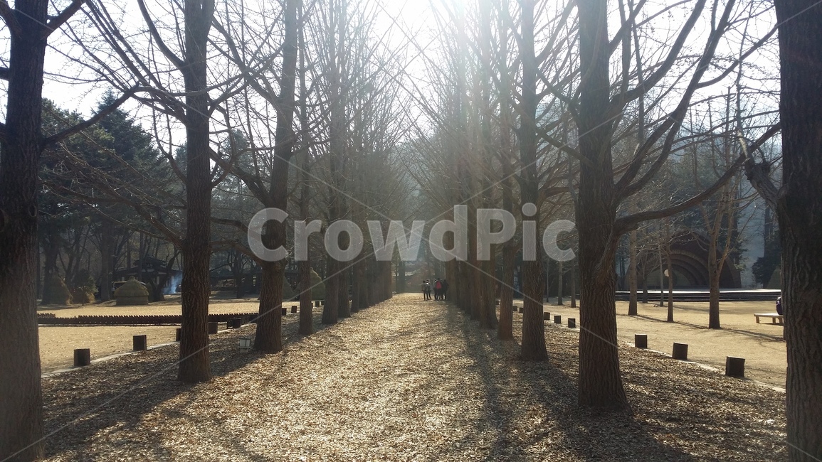 춘천,남이섬,산책길,겨울연가,나무