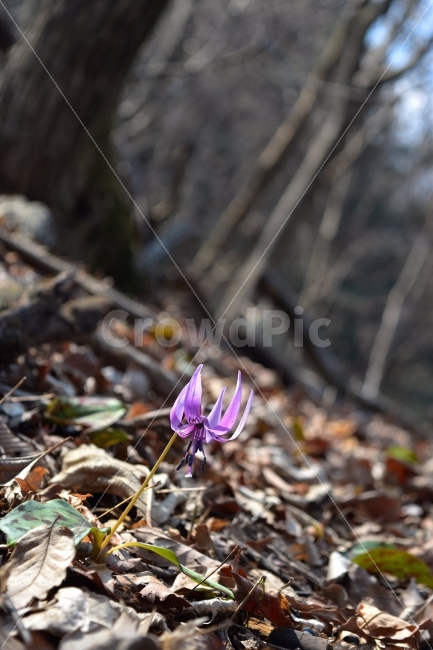 얼레지,봄,야생화,꽃,화야산,경기도,봄꽃,감성,햇살,그림자,Erythroniumjaponicum,가재무릇,백합과,얼레지속,바람난여인,질투,식물,식생,자연,식물,자연,plants,nature,꽃,flower
