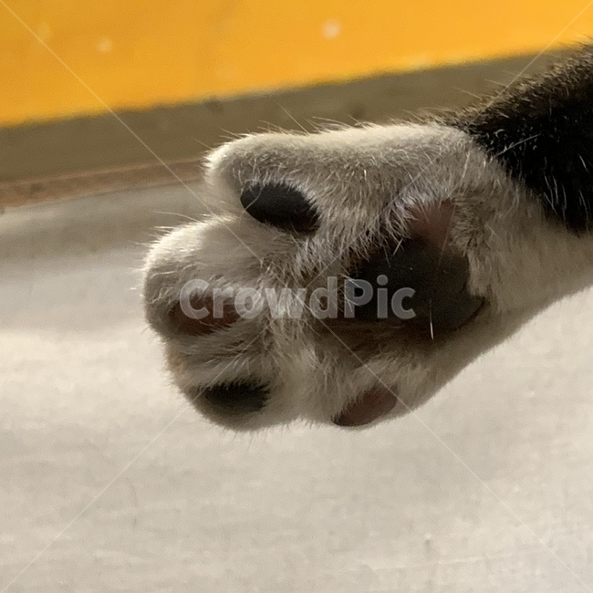 고양이,발바닥,발,고양이발,cat