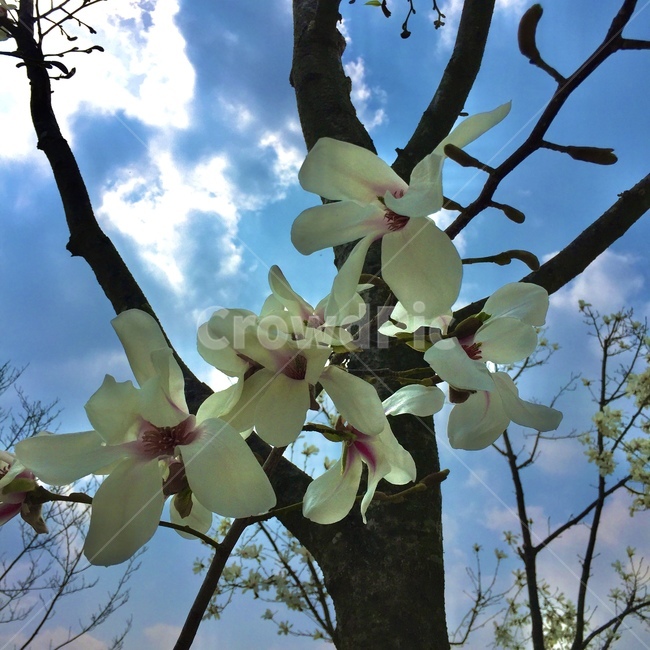 목련,목련화,식물,plant,나무,봄