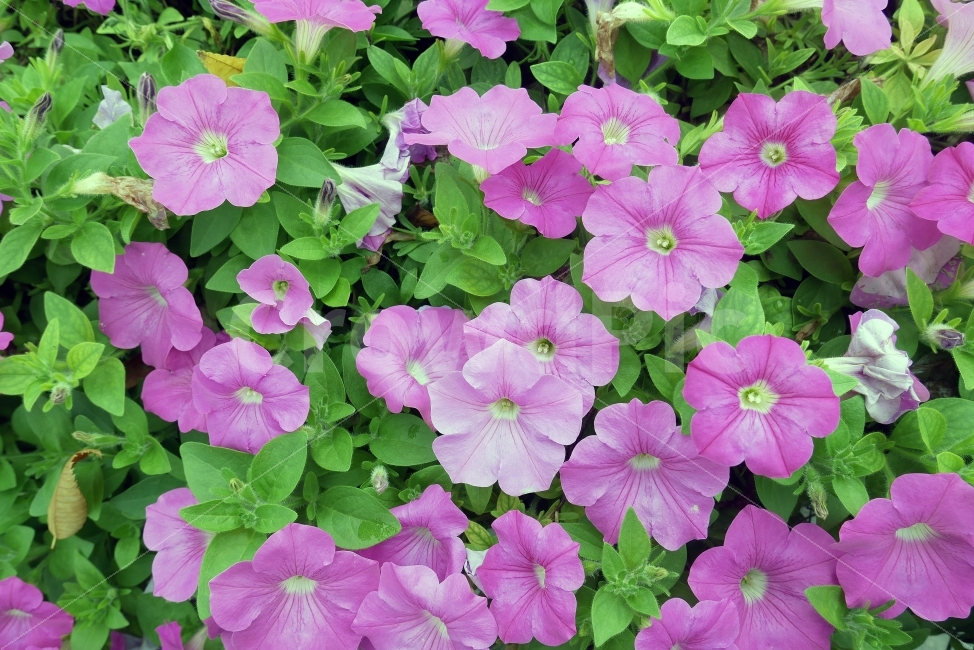 꽃,거리,초록,식물,부산,식물,자연,plants,nature,꽃,flower