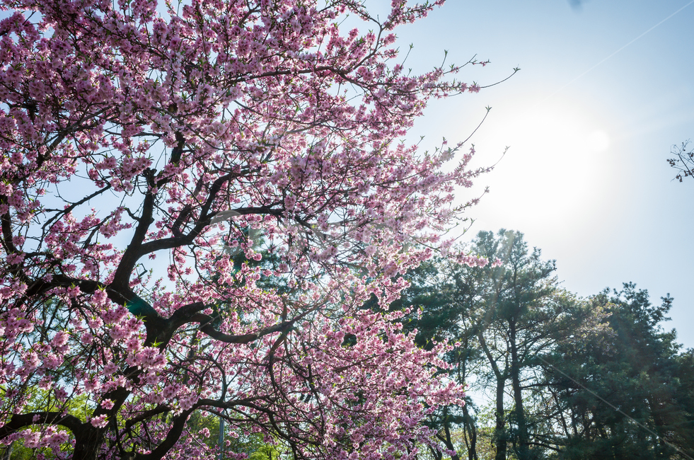 벚꽃,봄,벚꽃축제,벚꽃놀이,벚나무,꽃,계절,4월,자연,식물,나무,아름다운,cherryblossoms,spring,flower,season,april,nature,plant,tree,sensibility,beautiful