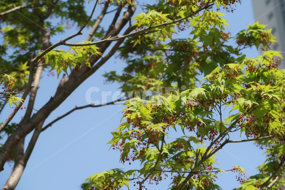 단풍,하늘,초록,green,sky