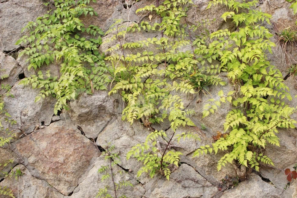 덩쿨,식물,덩쿨식물,넝쿨,벽,담,담벼락,돌담,배경,잎,텍스쳐,background,texture,식물,자연,plants,nature