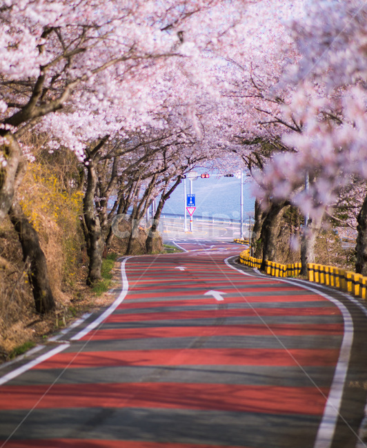 봄,벚꽃,꽃,도로,바다,봄,계절,spring,season,자연,풍경,nature,landscape,감성,sensible,feeling,plant,식물
