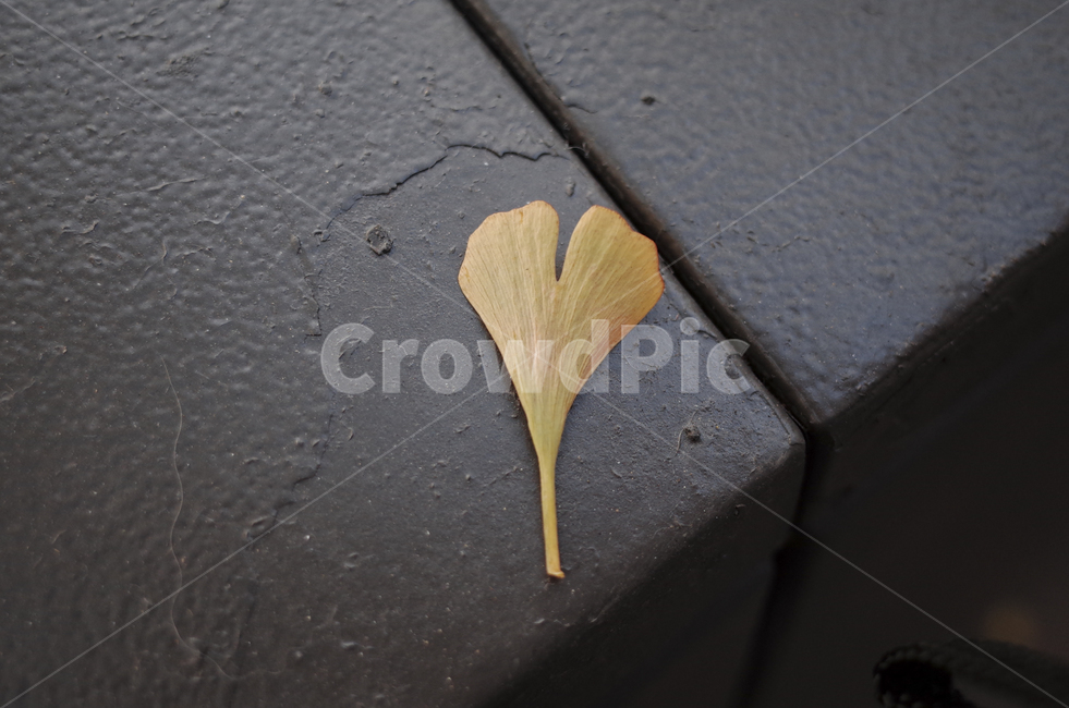 leaf,잎,은행잎,yellow,낙엽,가을,가을,계절,fall,autumn,season