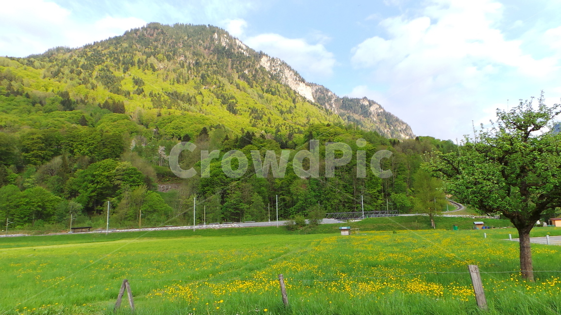 outdoors,옥외,grassland,목초지,field,들,자연,nature,farm,농장,countryside,한지방,농촌,switzerland,swiss,스위스,interlaken,인터라켄,europe,유럽,wilderswil,자연,풍경,nature,landscape,rural,meadow