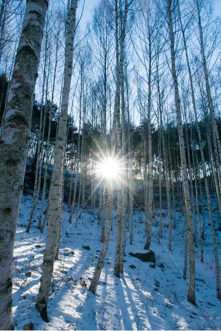 자연,풍경,겨울,자작나무,감성,는,눈밭,겨울,계절,winter,season,자연,풍경,nature,landscape,한국자연풍경,한국자연경관,korea nature landscape,식물,plants,나무,trees,wood,휴식,힐링,rest,relaxation,healing,light,빛,flare,플레어,plant,tree