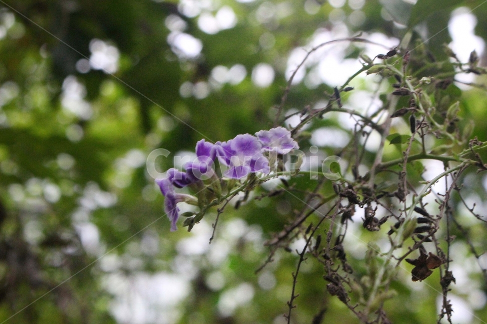 꽃,식물,꽃잎,난,난초,보라색,flower,향기,꽃냄새,숲,식물원,자연,야생,야생식물,식물,자연,plants,nature,꽃,flower