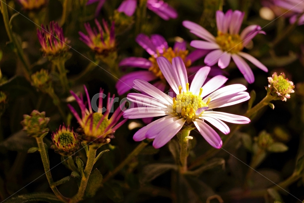 꽃,자연,아름다움,식물,nature,bloom,plant,beautiful,flower,식물,자연,plants,nature,꽃,flower